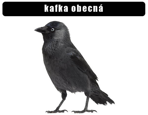 Kavka obecná