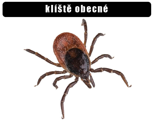 Klíště obecné
