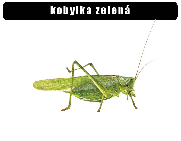 Kobylka zelená