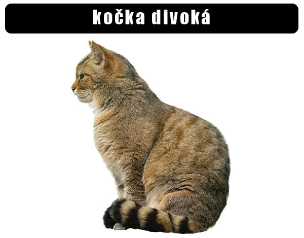 Kočka divoká