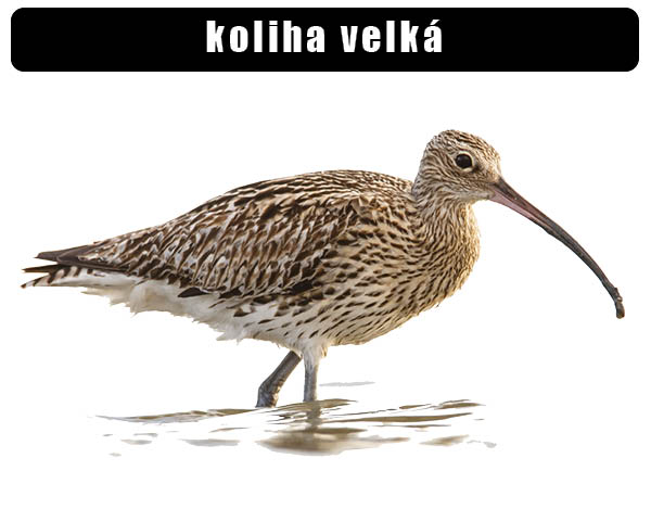 Kolíha velká