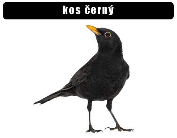 Kos černý