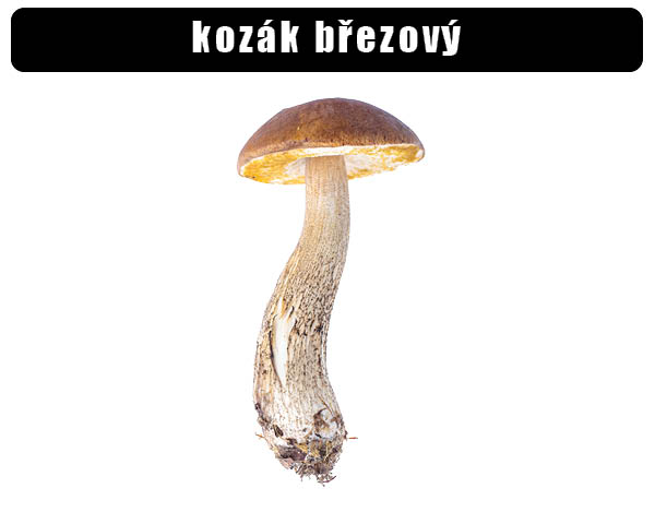 Kozák březový