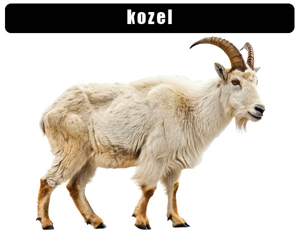 Koza domácí
