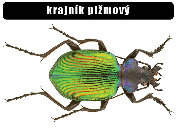 Krajník pižmový