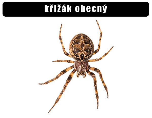 Křižák obecný