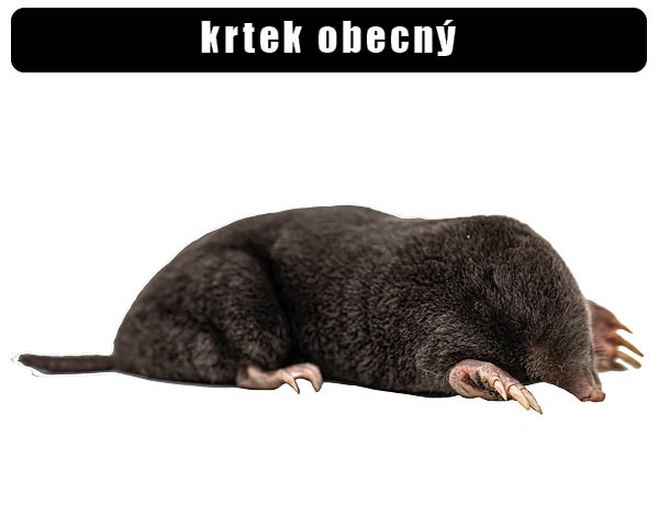 Krtek obecný
