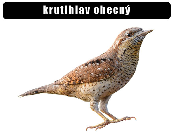 Krutihlav obecný