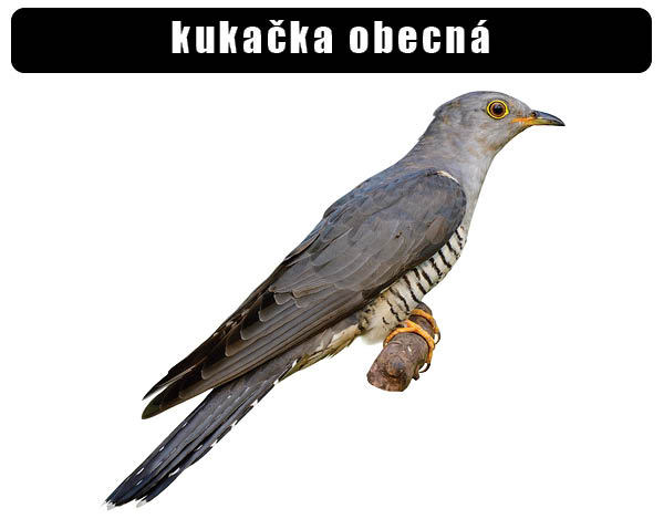 Kukačka obecná