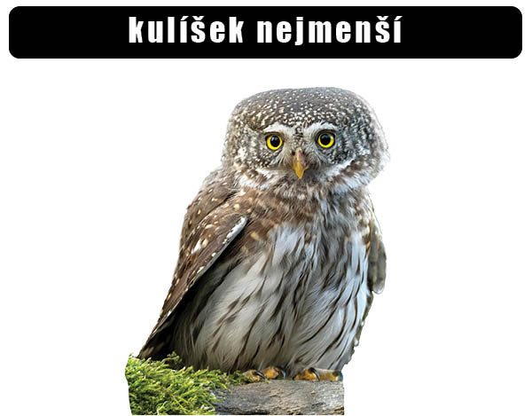 Kulíšek nejmenší