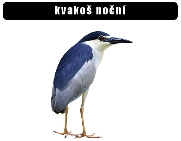 Kvakoš noční