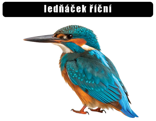 Ledňáček říční