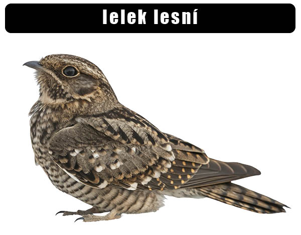 Lelek lesní