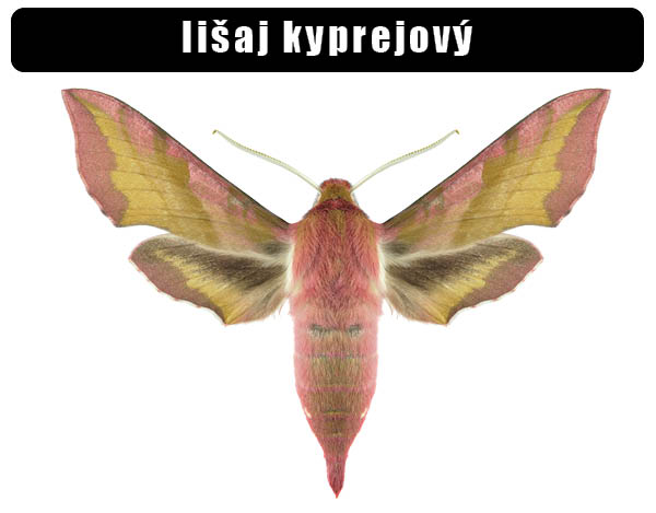 Lišaj kyprejový