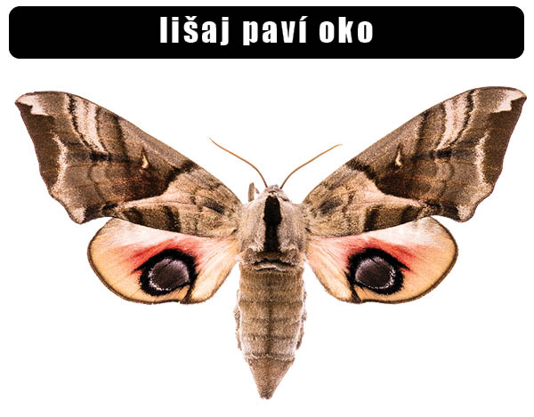 Lišaj paví oko