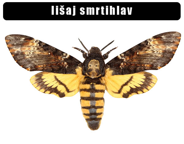 Lišaj smrtihlav