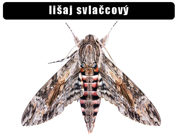 Lišaj svlačcový
