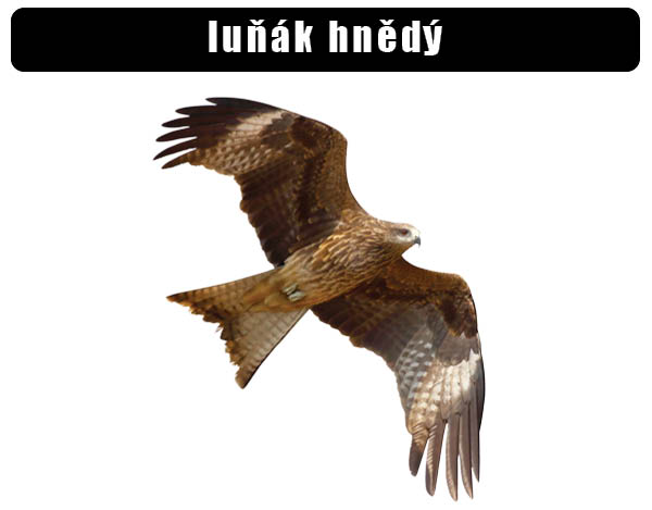 Luňák hnědý