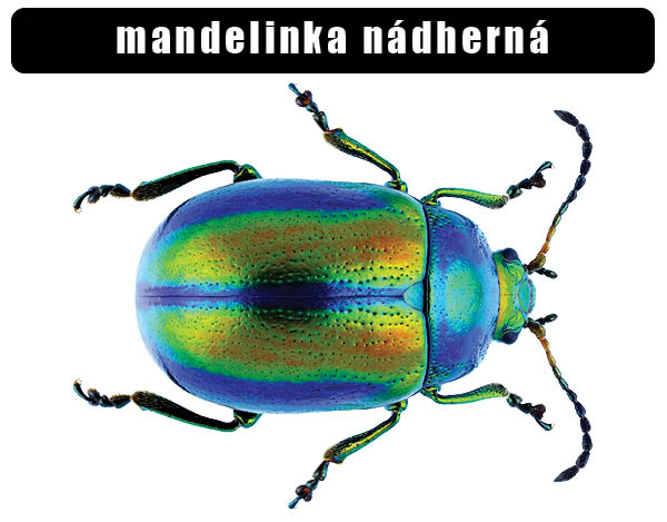 Mandelinka nádherná