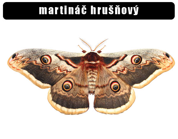Martináč hrušňový