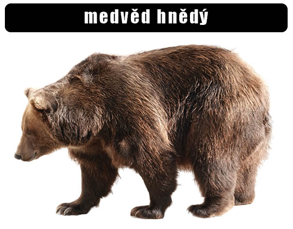 Medvěd hnědý