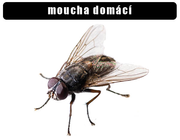 Moucha domácí