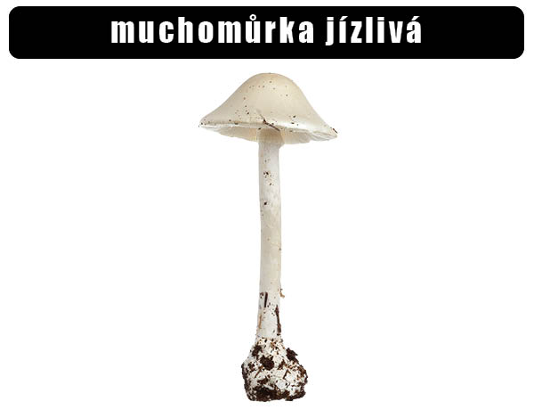 Muchomůrka jizlivá