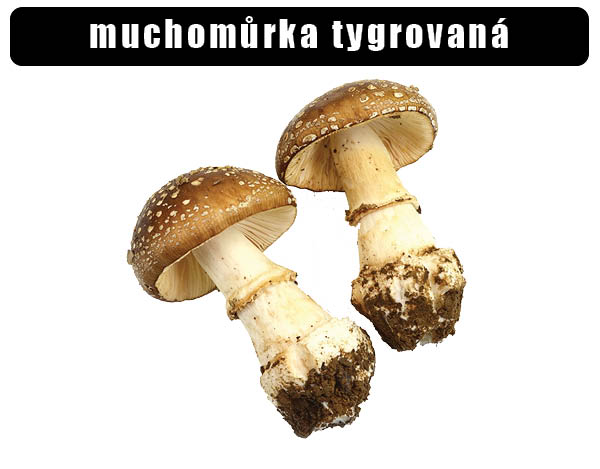 Muchomůrka tygrovaná