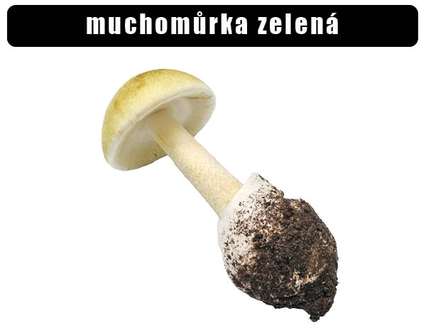 Muchomůrka zelená