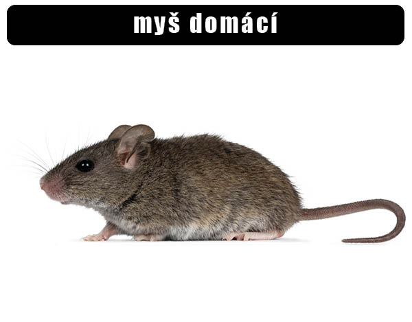 Myš domáci
