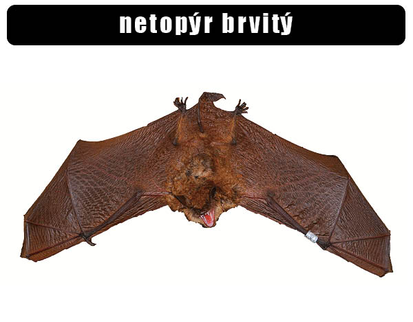 Netopýr brvitý