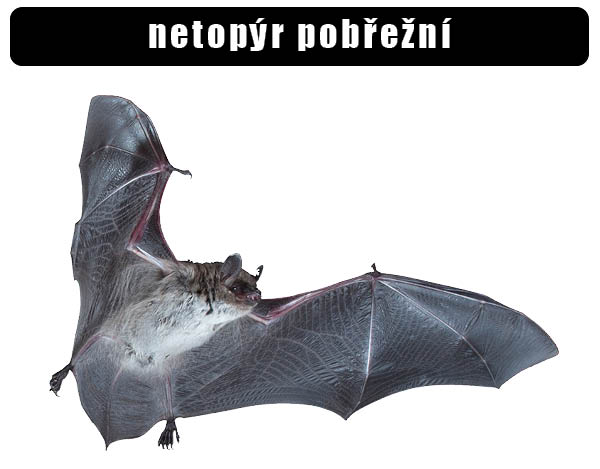 Netopýr pobřežní