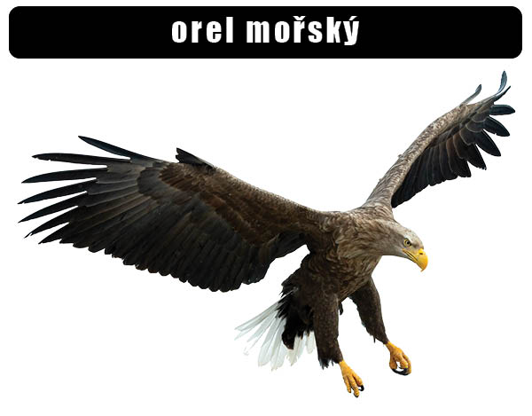 Orel mořský