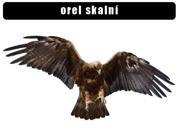 Orel skalni