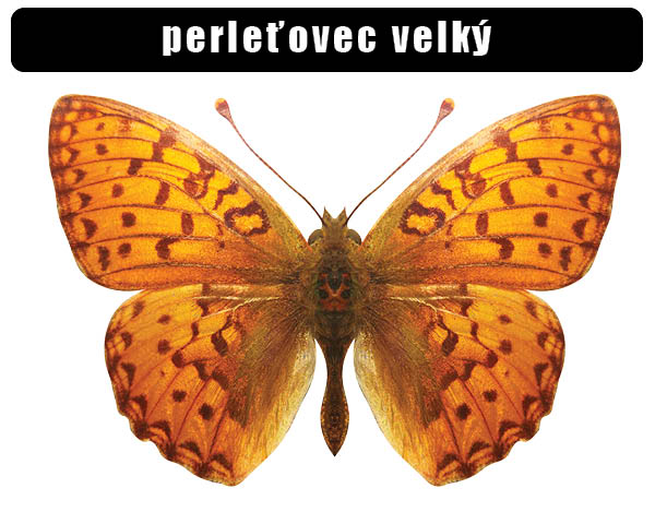 Perleťovec velký