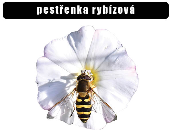 Pestřenka rybízová