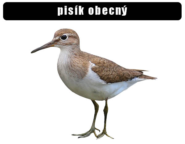 Pisík obecný