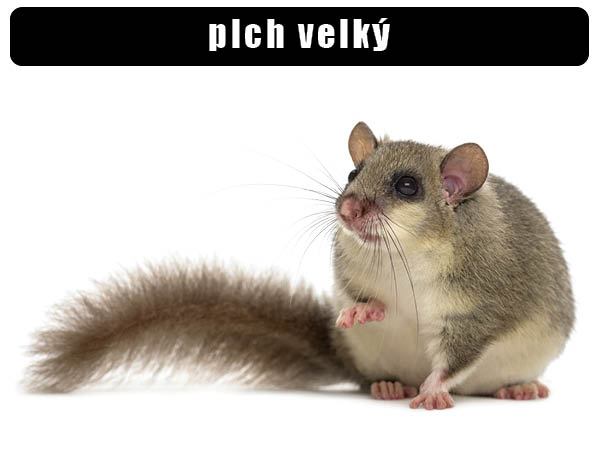 Plch velký