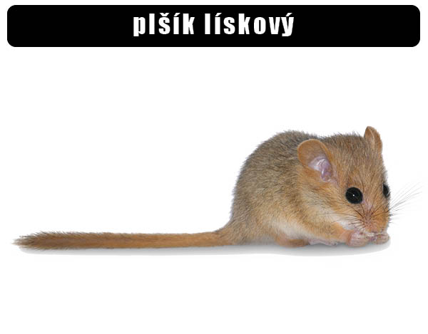 Plšík lískový