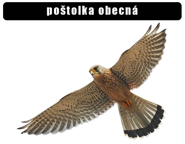 Poštolka obecná