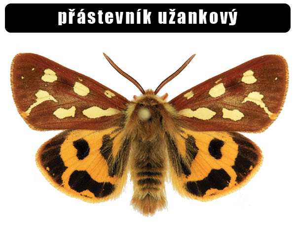 Přástevník úžánkový