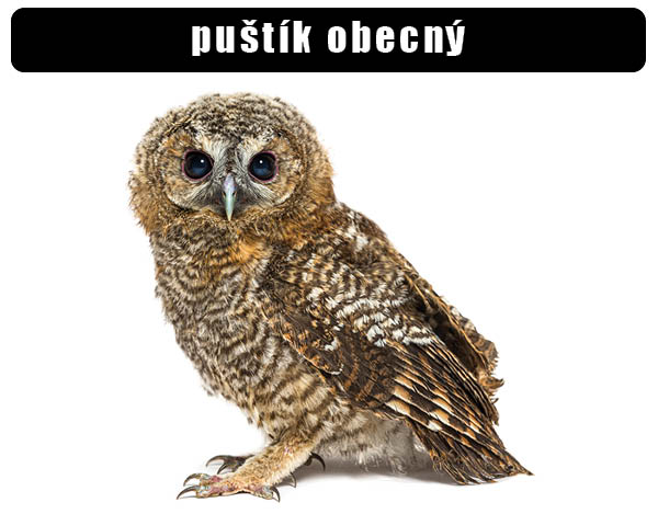 Puštík obecný