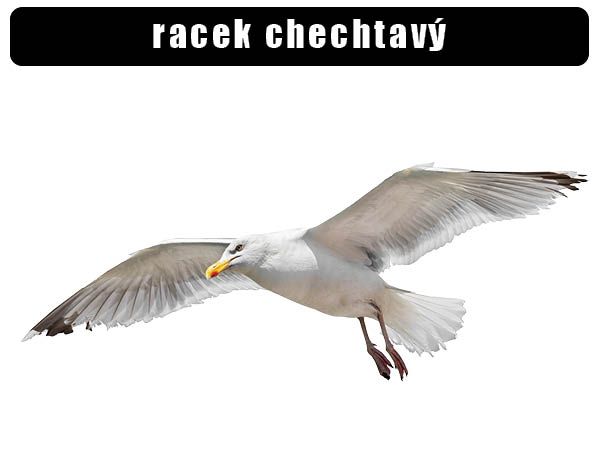Racek chechtavý