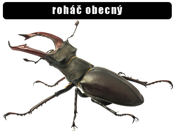 Roháč obecný