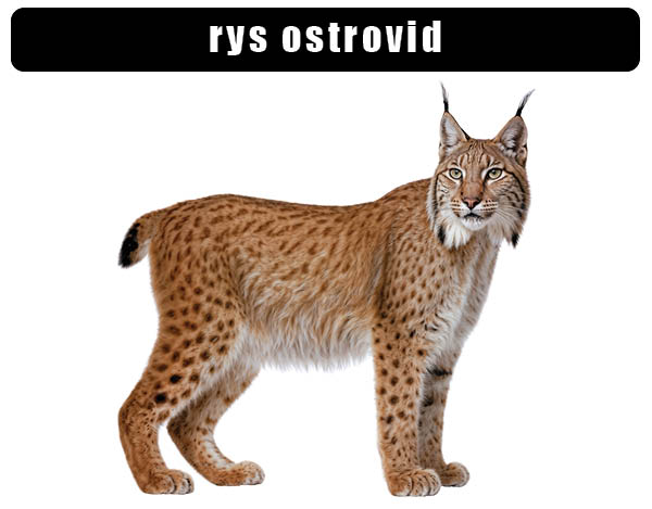 Rys ostrovid