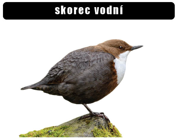 Skorec vodní