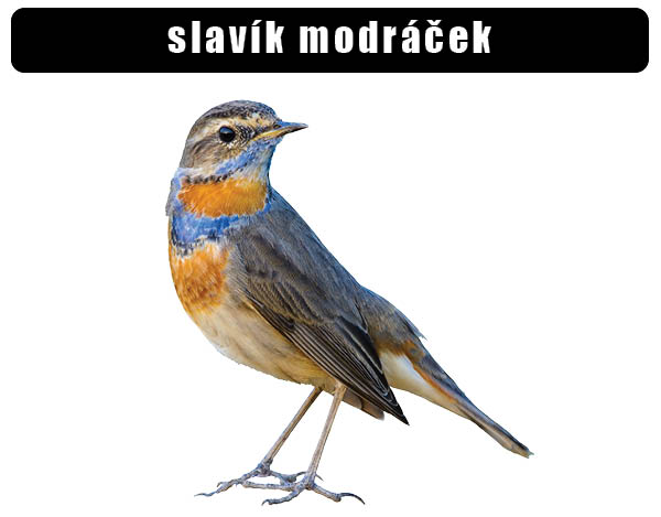 Slavík modráček