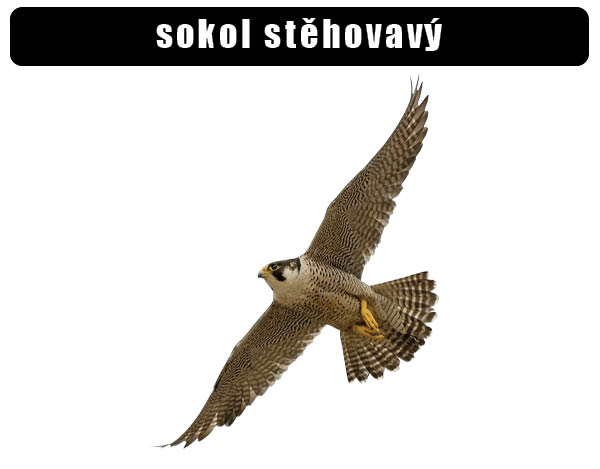 Sokol stěhovavý