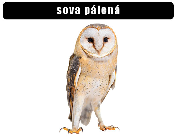 Sova pálená