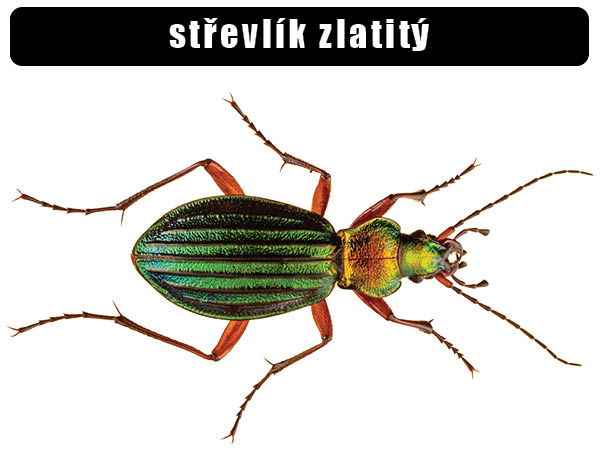 Střevlík zlatitý